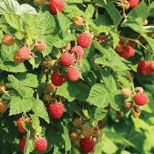 Super Hardy Red Raspberry