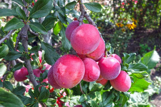 Superior Plum
