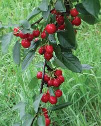 Sweet Cherry Pie Cherry
