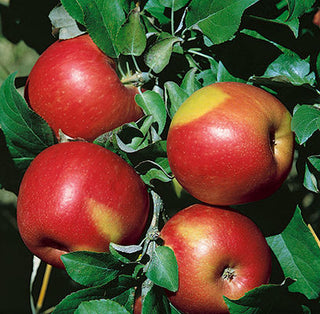Sweet 16 Apple