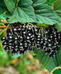 Titania Black Currant