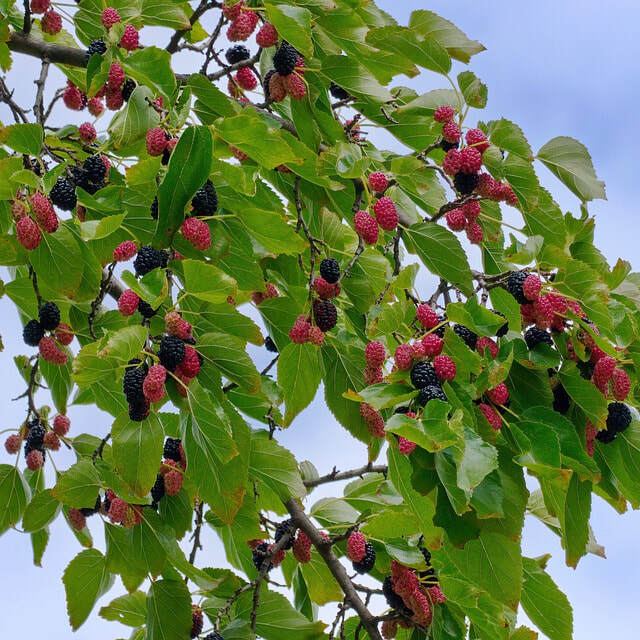 Mulberry Tree Wall Art //The Salcombe Trading Company