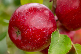 Triumph Apple