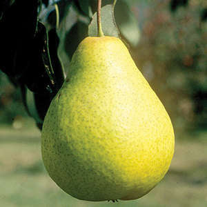 Southworth Pear