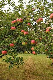 Super Hardy Apple
