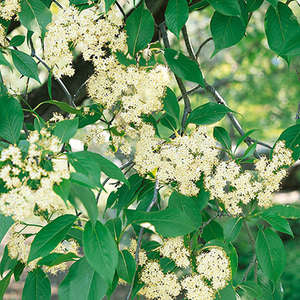Nannyberry Viburnum