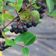 Viking Aronia