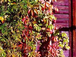 Virginia Creeper