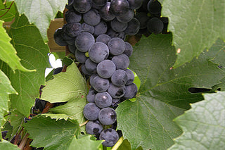 Theresa Seedless Grape