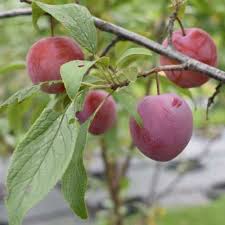 Waneta Plum