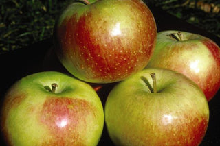Wealthy SD Apple