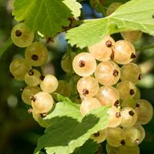 White Imperial Currant