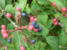 Nannyberry Viburnum