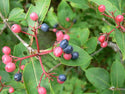 Nannyberry Viburnum