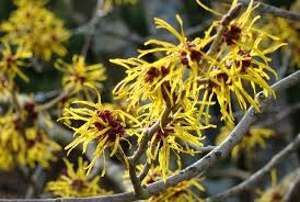 Witch Hazel