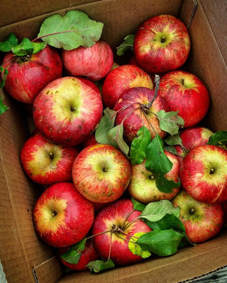 Wolf River Apple