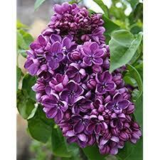 Yankee Doodle Dark Purple Lilac
