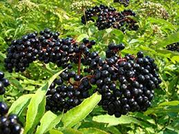 York Elderberry