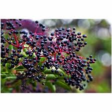 Adams Elderberry