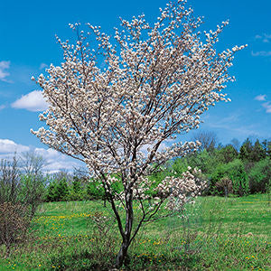 Juneberry/Serviceberry (Allegheny)