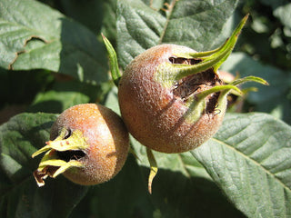 Medlar