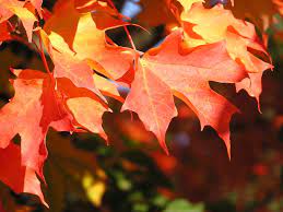 Sugar Maple
