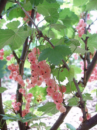 Glorie des Sablons Pink Currant