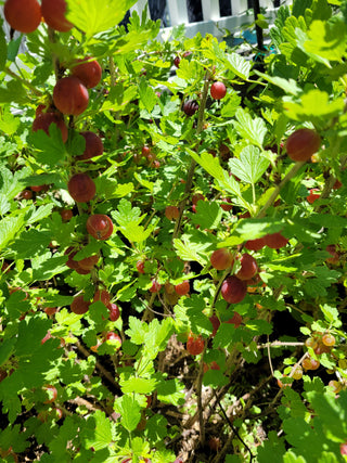 Hinnomaki Red Gooseberry