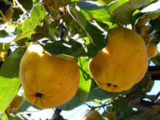 Quince (hardy russian cultivar tree)