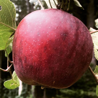 Burgundy Apple