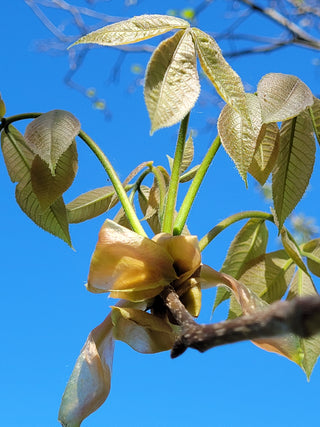 Shagbark Hickory Tree