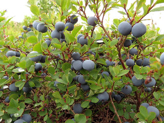 Super Hardy Blueberry