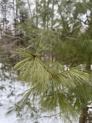 White Pine