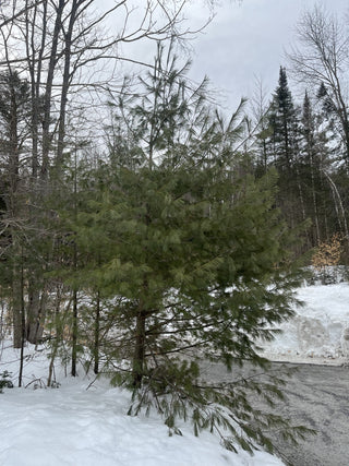 White Pine