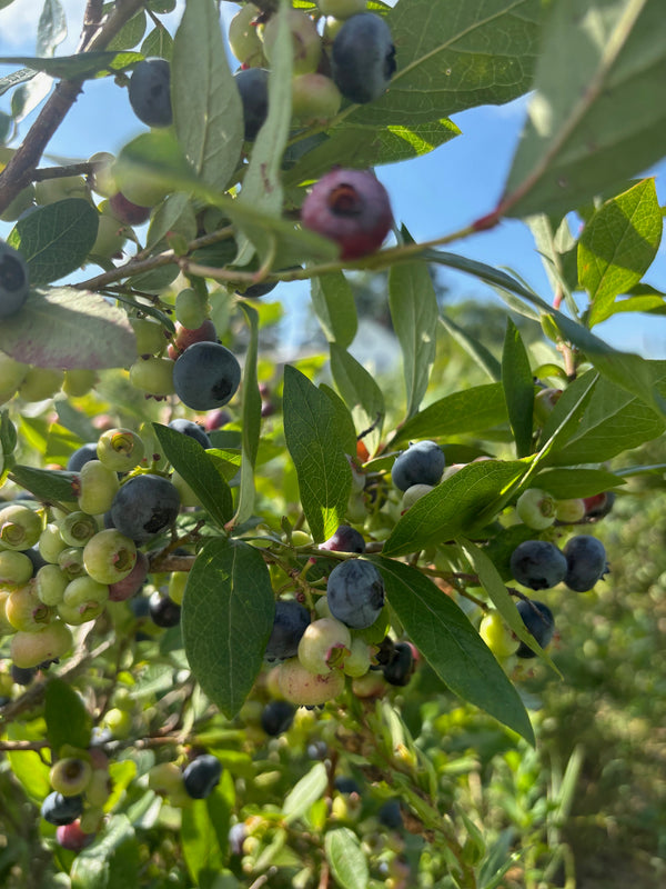Blueberries - Bearing Age, 2 or 3 gallon 12-24 inches high   Taller, bushier - Buy 5, Get 1 free