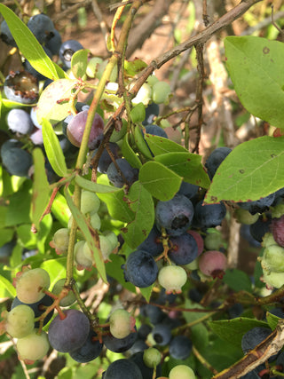 Bluecrop Blueberry