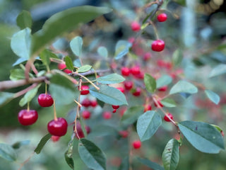 Bush Cherry, Sweet Thing