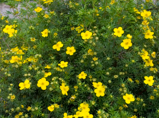 Potentilla (yellow flowering)