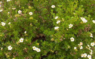Potentilla (pink flowering)