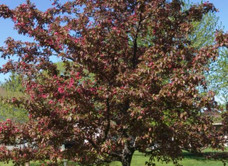Pink Profusion Flowering Crab