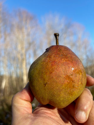 Patten Pear