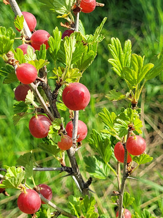 Pixwell Purple Gooseberry