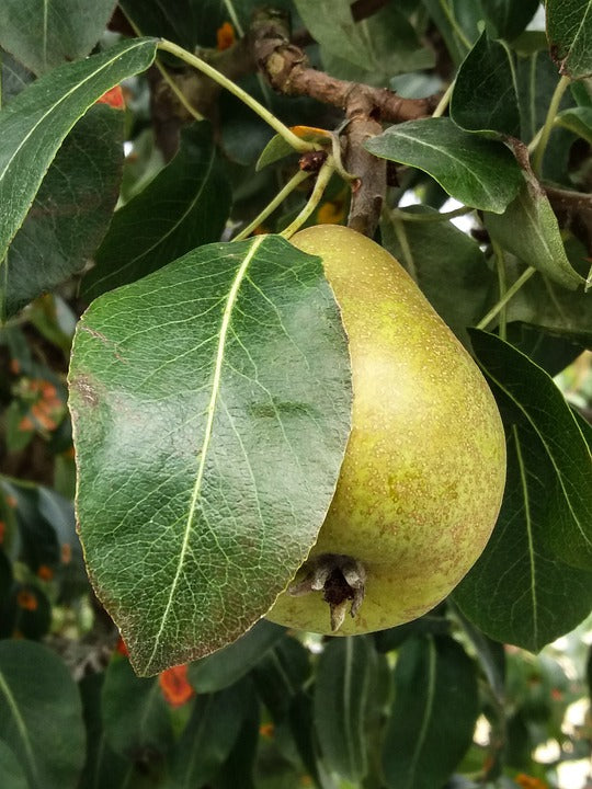 Robert's Barn Pear