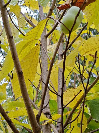 Pawpaw "Pennsylvania Golden"