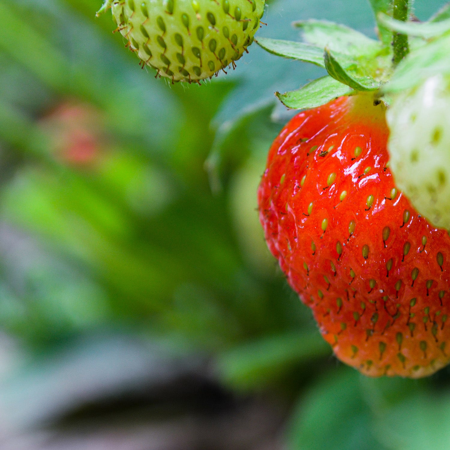 Free Potted Strawberry Plant