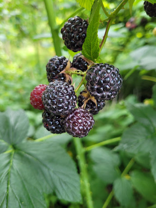Niwot Black Raspberries
