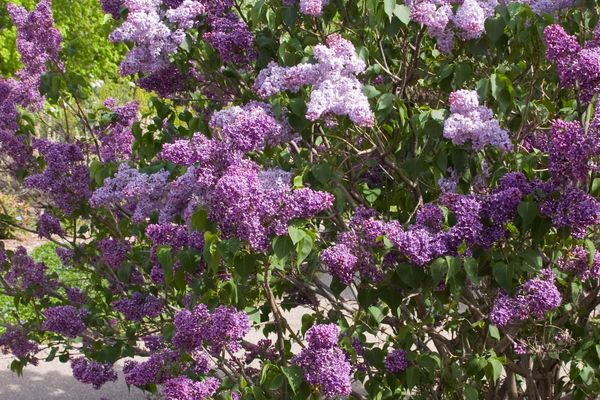 Albert Holden Dark Purple Lilac