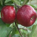 Apple Trees - Buy 5, get 1 free