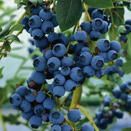 Blueberries - Well-rooted Starter Size, 5 to 9 inches tall - Buy 5, get 1 free