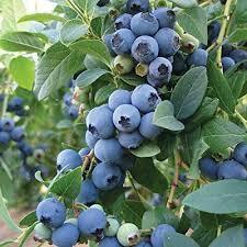 Bluecrop blueberry